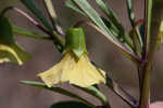 Coastal groundcherry